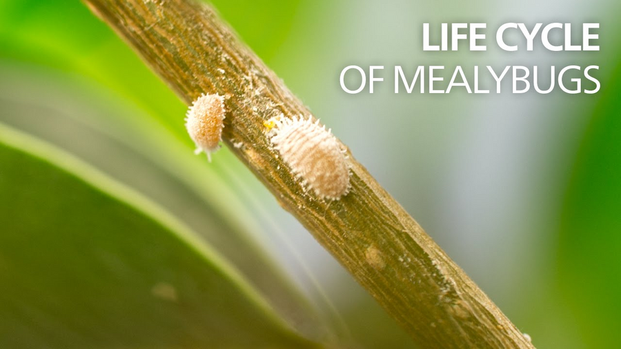 https://www.koppert.fr/content/_processed_/9/3/csm_Life_cycle_of_mealybugs_8a3042486a.png